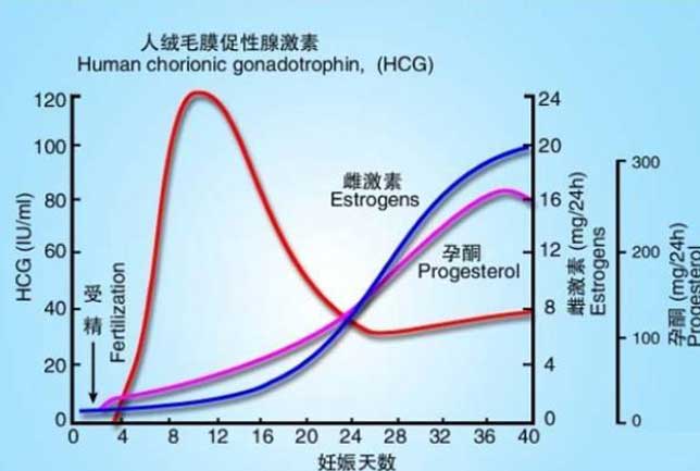 生化妊娠前HCG上升